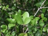 Running live oak: Leaf