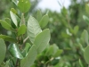 Running live oak: Leaf