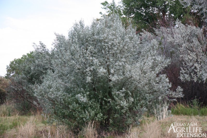 Plants Of Texas Rangelands Russian Olive