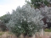 Russian olive: Whole Plant