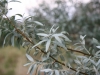 Russian olive: Stem