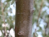 Russian olive: Stem