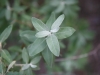 Russian olive: Leaf