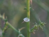Russian Thistle, Tumbleweed : Flower