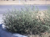 Russian Thistle, Tumbleweed : Whole Plant
