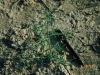 Russian Thistle, Tumbleweed : Seedling
