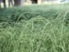 Ryegrass ergot: Whole Plant