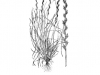 Ryegrass: Whole Plant