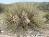 Sacahuista: Whole Plant