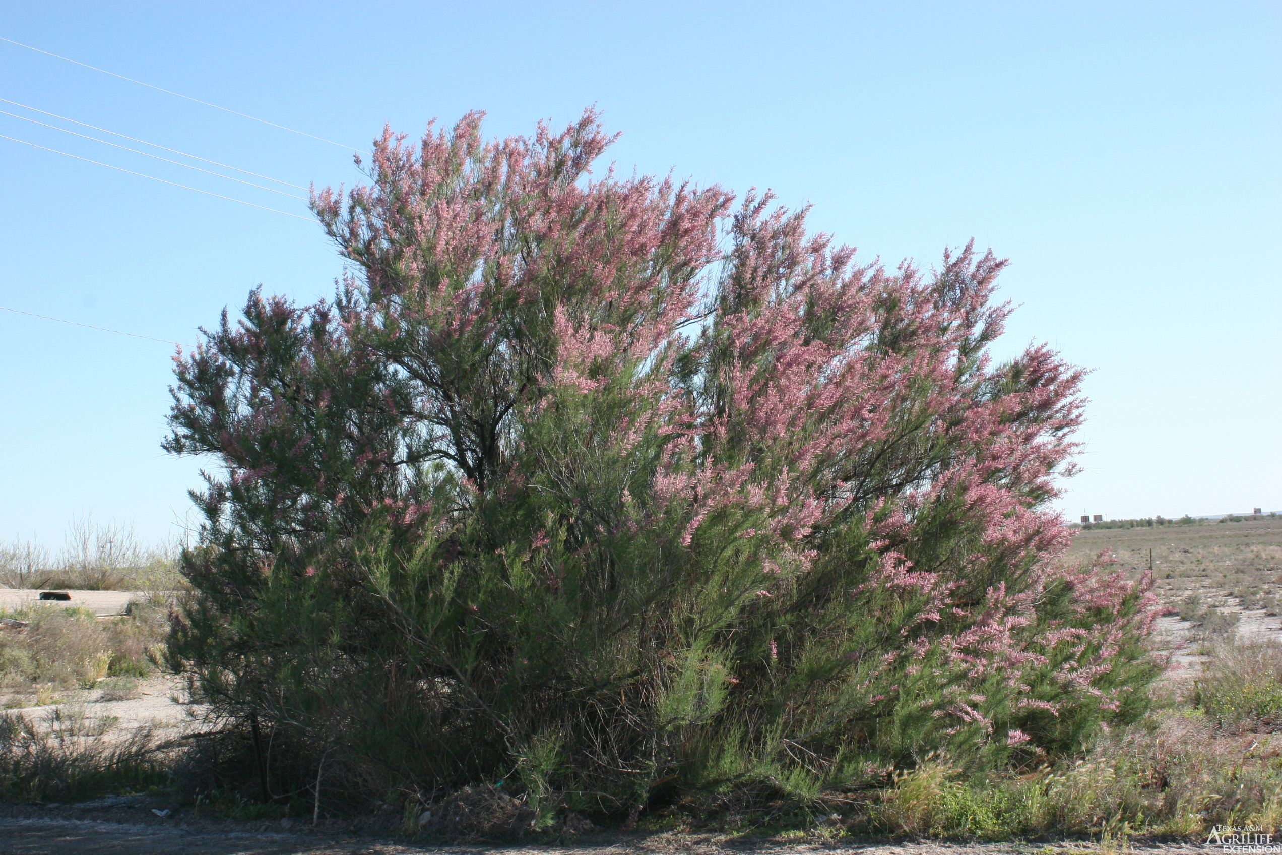 Plants Of Texas Rangelands Saltcedar Tamarisk