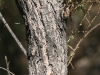Saltcedar, Tamarisk: Stem