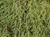 Saltcedar, Tamarisk: Leaf