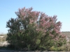 Saltcedar, Tamarisk: Whole Plant