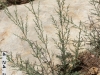 Saltcedar, Tamarisk: Seedling