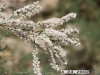 Saltcedar, Tamarisk: Flower