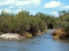 Saltcedar, Tamarisk: Population
