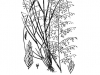 Sand lovegrass: Whole Plant