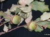 Sand shinnery oak, Havard shinoak: Fruit