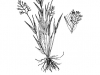 Scribner dichanthelium: Whole Plant