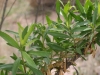 Seepwillow: Leaf