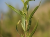 Seepwillow: Stem