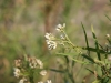 Seepwillow: Flower