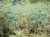 Sennabean, Drummond Sesbania: Whole Plant