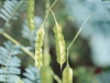 Sennabean, Drummond Sesbania: Fruit