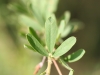 Sericea lespedeza: Leaf