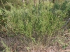 Sericea lespedeza: Whole Plant