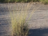 Sideoats grama: Whole Plant