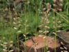 Sideoats grama: Inflorescence