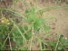 Siklepod Senna: Fruit