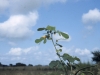 Siklepod Senna: Flower