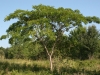 Silktree, Mimosa: Whole Plant