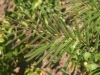 Silktree, Mimosa: Leaf
