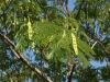 Silktree, Mimosa: Fruit