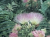 Silktree, Mimosa: Fruit