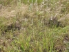 Silver bluestem: Whole Plant