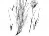 Silver bluestem: Whole Plant