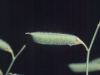 Singletary pea: Fruit
