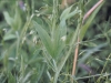 Singletary pea: Leaf