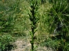 Smallhead sneezeweed: Whole Plant