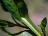 Smallhead sneezeweed: Leaf