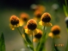 Smallhead sneezeweed: Flower