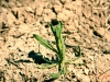 Smallhead sneezeweed: Seedling