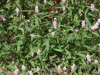 Smartweed: Stem