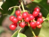 Snailseed: Fruit