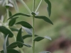 Snow-on-the-Mountain, Snow-on-the-Prairie: Stem