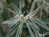 Snow-on-the-Mountain, Snow-on-the-Prairie: Flower
